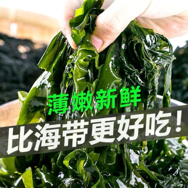 鲜嫩海带苗批发大连源产地
