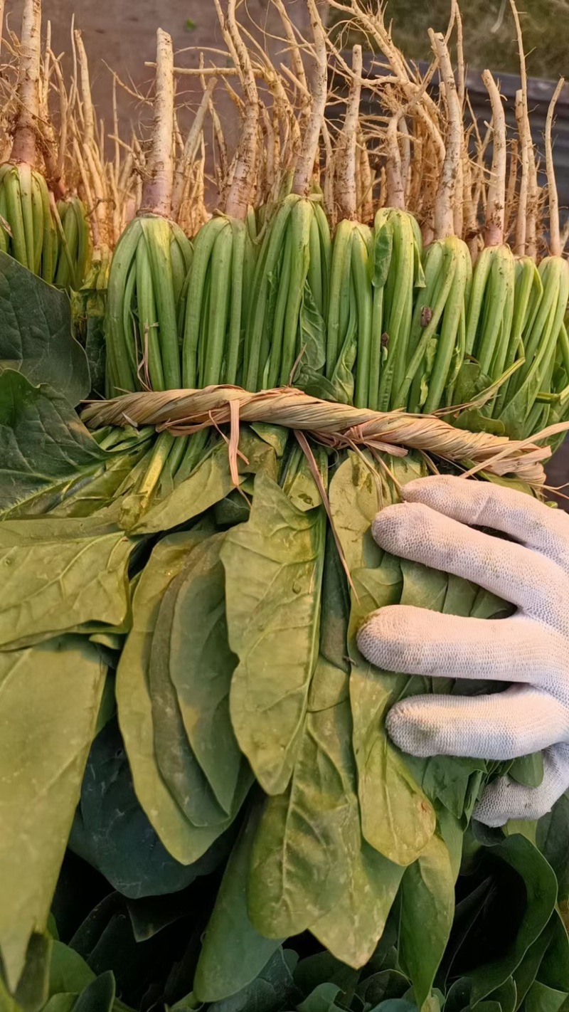 菠菜15~20厘米万亩产地直发现采现发量大优惠对接批发市场