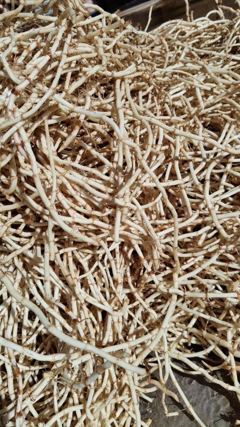 精品鱼腥草，产地直发全年供货