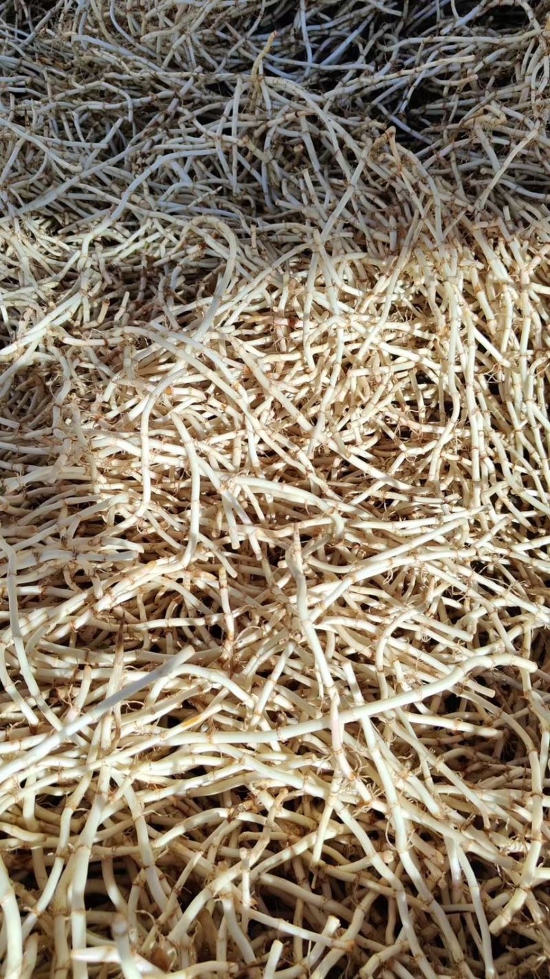 精品鱼腥草，产地直发全年供货