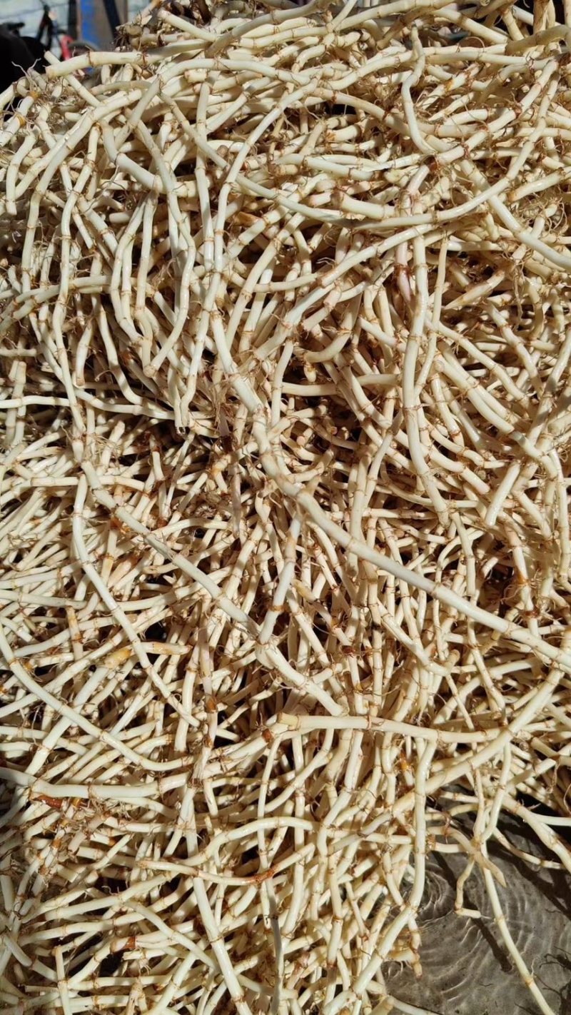 精品鱼腥草，产地直发全年供货
