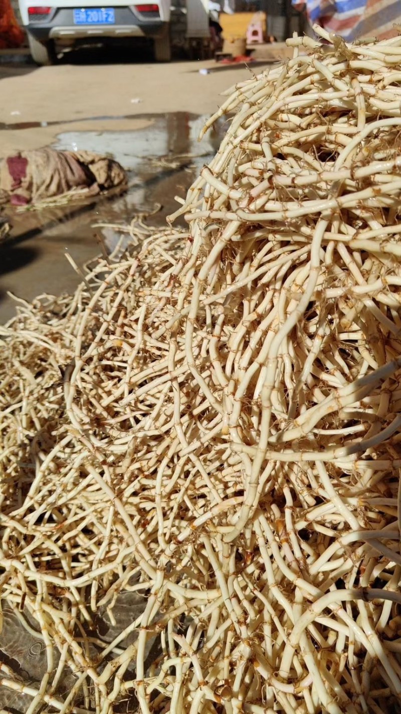 精品鱼腥草，产地直发全年供货