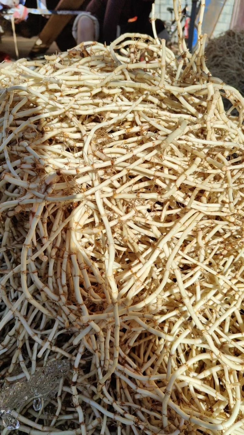 精品鱼腥草，产地直发全年供货