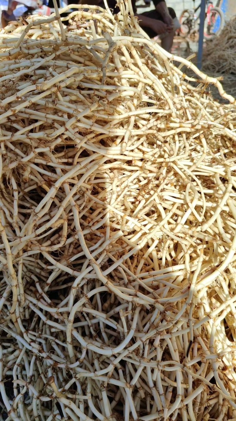 精品鱼腥草，产地直发全年供货