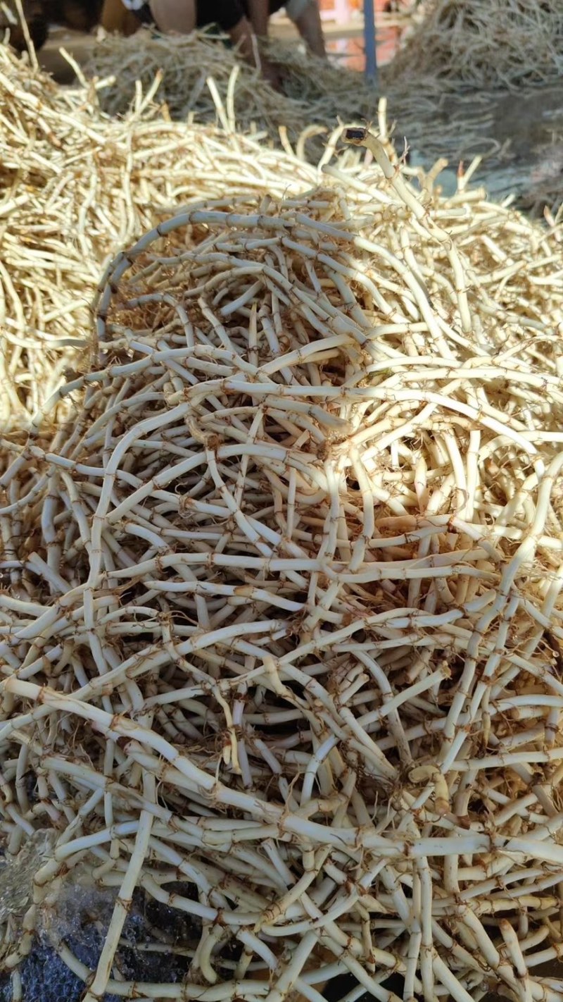 精品鱼腥草，产地直发全年供货