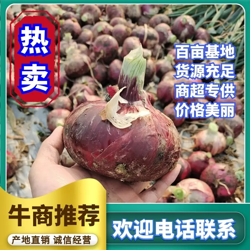 洋葱红皮洋葱大量上市优质货源全国发货价格便宜质量好