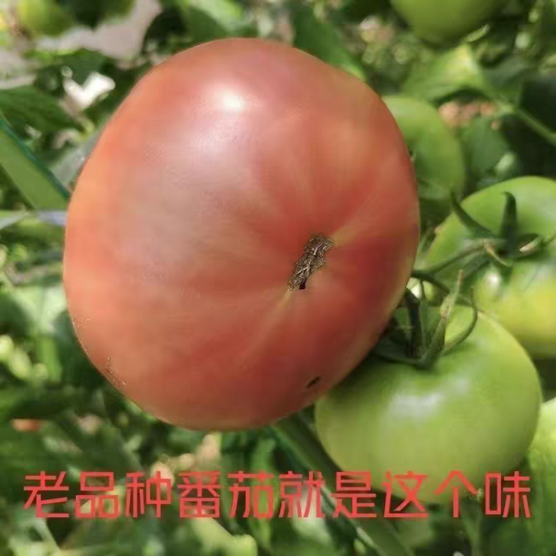 【硬粉西红柿】山东西红柿/产地货源/供应电商市场