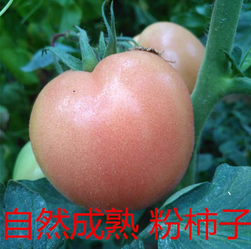 【硬粉西红柿】山东西红柿/产地货源/供应电商市场