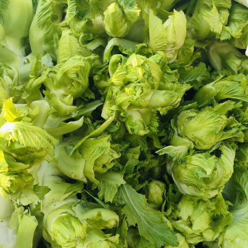 砀山县儿菜基地，货源充足，专业代购代发，保质保量！