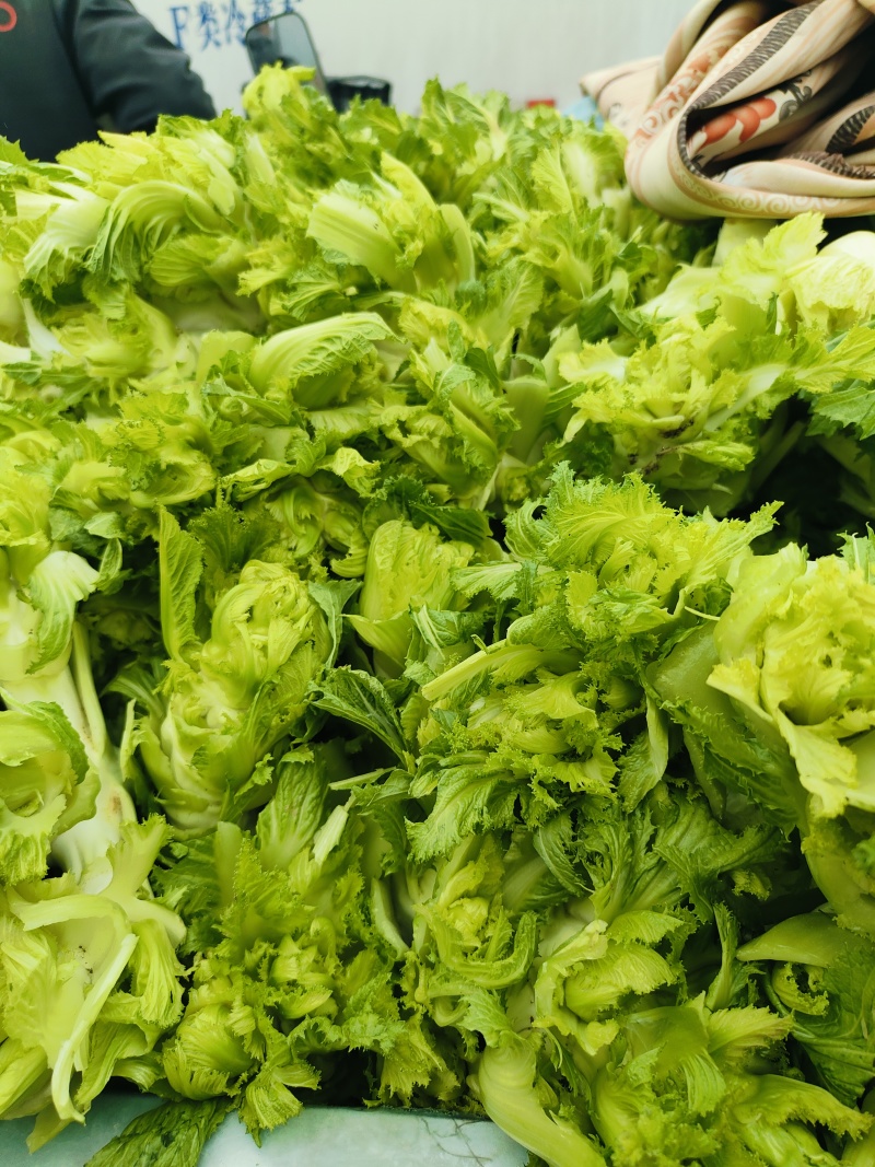 砀山县儿菜基地，货源充足，专业代购代发，保质保量！