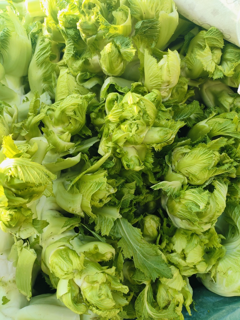 砀山县儿菜基地，货源充足，专业代购代发，保质保量！