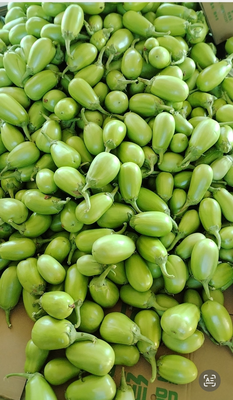 湖北随州，大量出售代装绿茄子，代装黄瓜，产量大，价格便宜