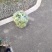 湖北随州，大量出售代装绿茄子，代装黄瓜，产量大，价格便宜