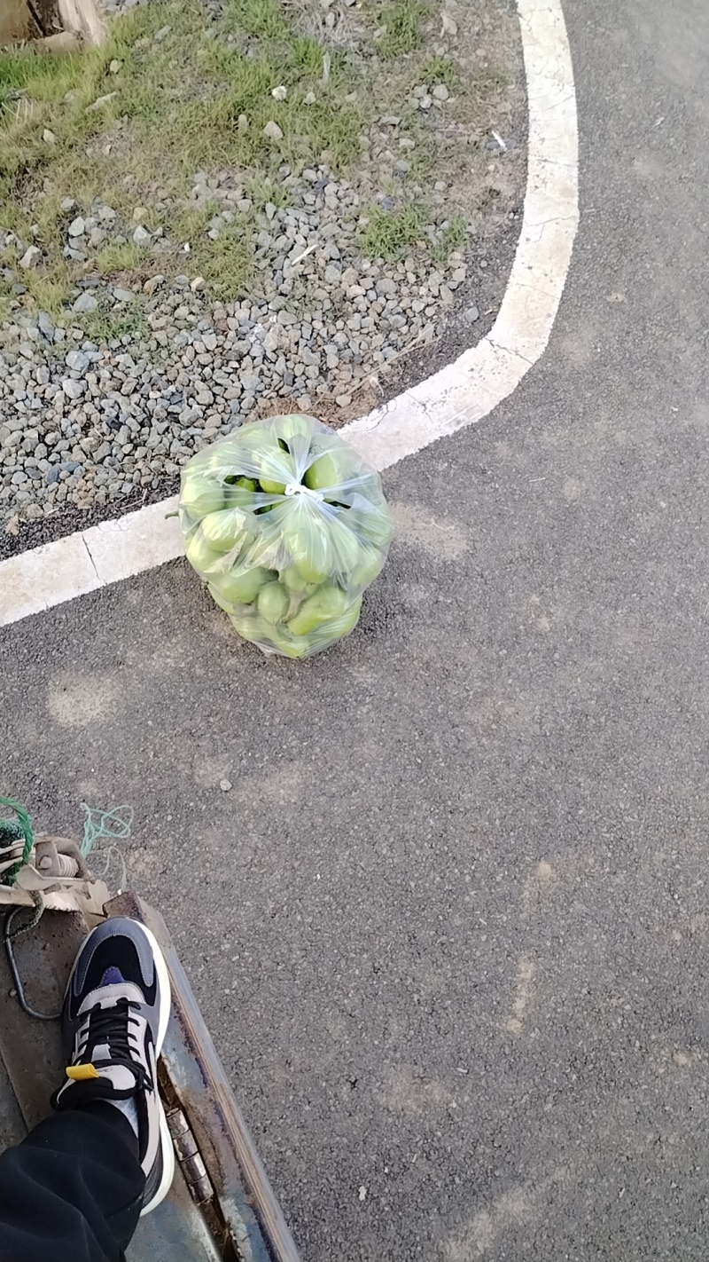 湖北随州，大量出售代装绿茄子，代装黄瓜，产量大，价格便宜