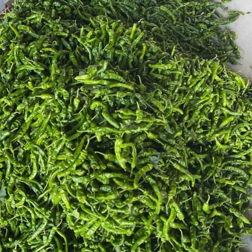 小皱皮大量上市，欢迎各位老板采购