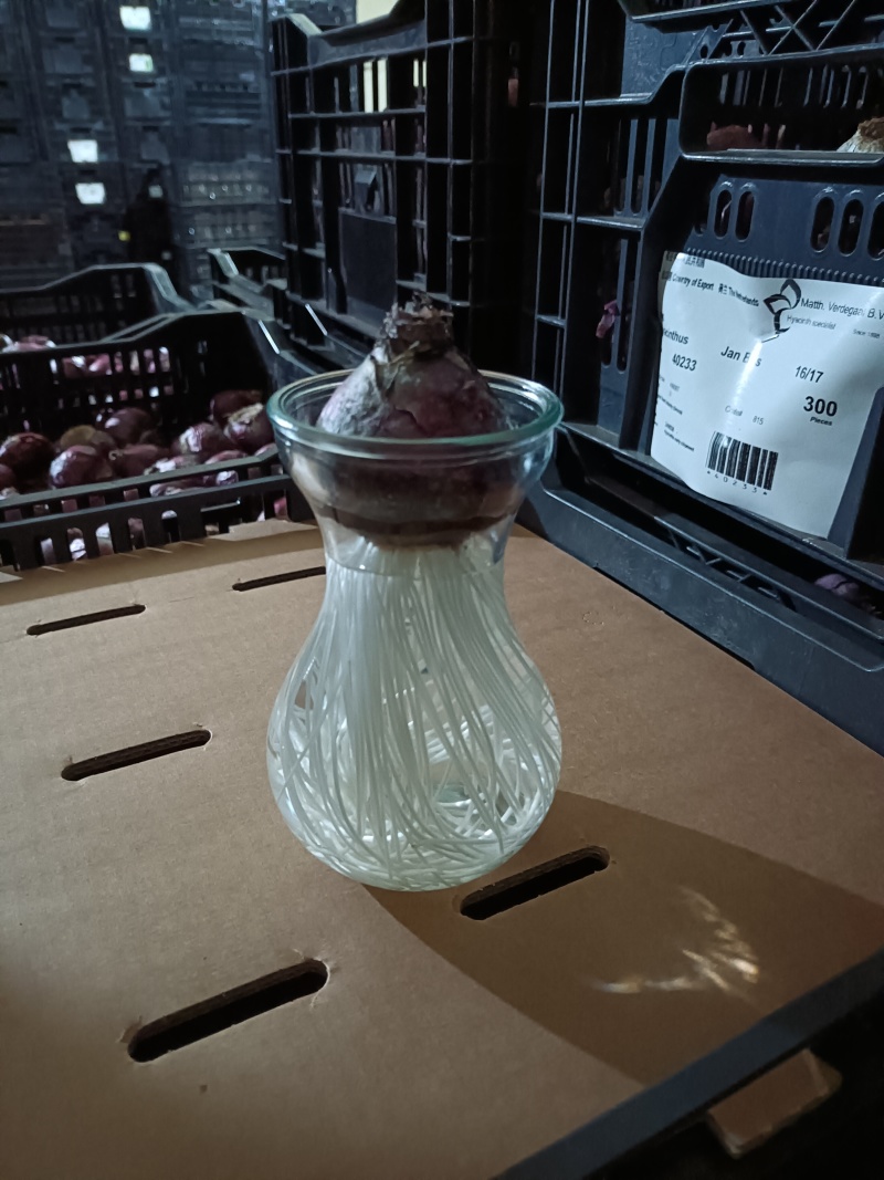 风信子，