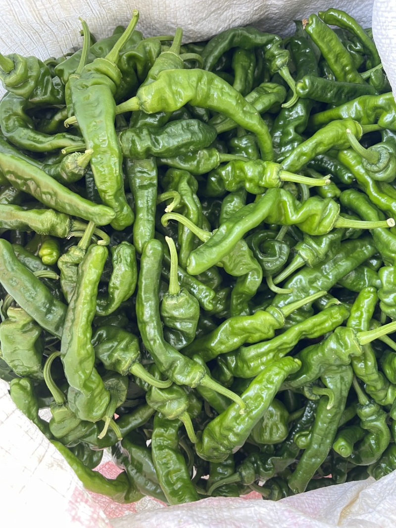 小皱皮大量上市，欢迎各位老板采购