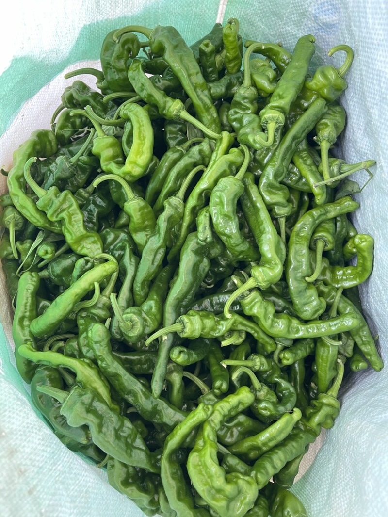 小皱皮大量上市，欢迎各位老板采购