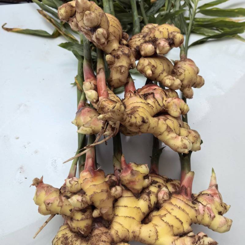 云南罗平正宗小黄姜，产地直发，量大从优，品质保证，欢迎选购