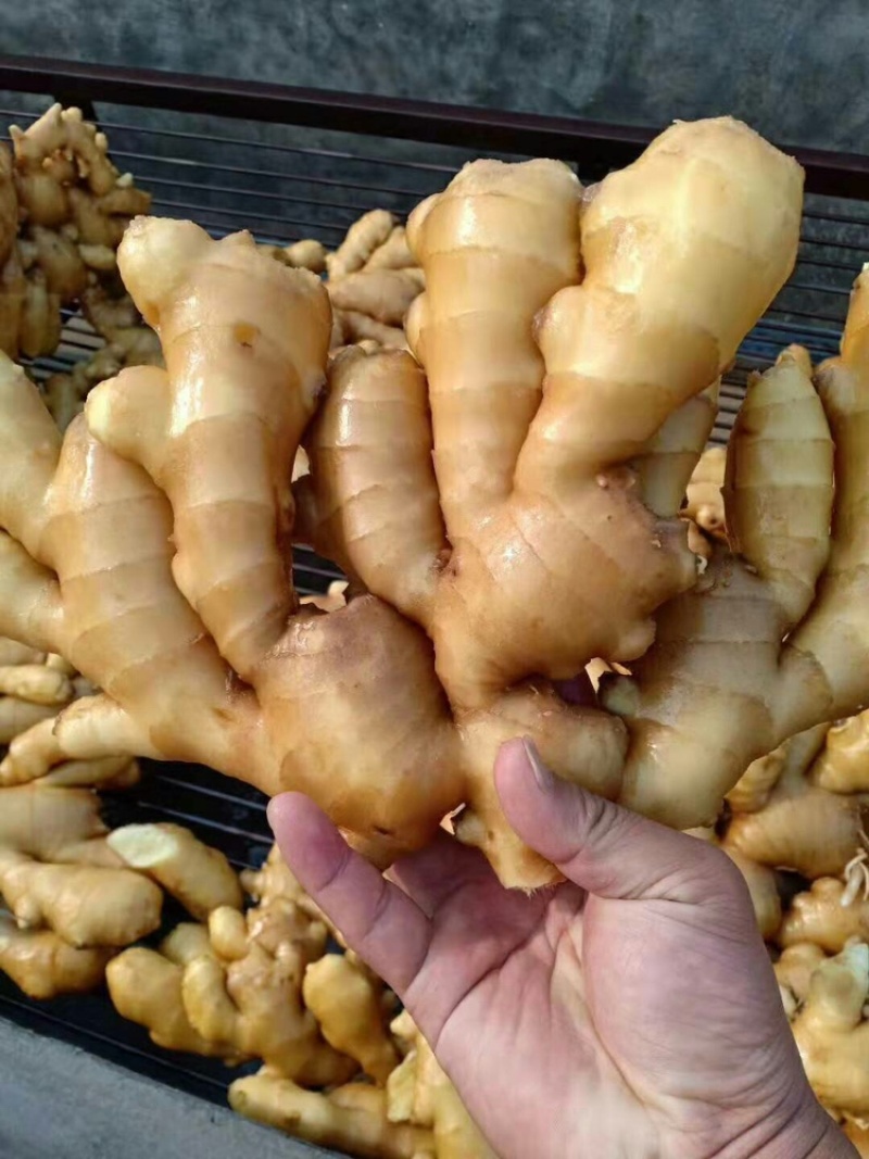 生姜产地大黄姜常年对外发货价格便宜保质保量一手货源