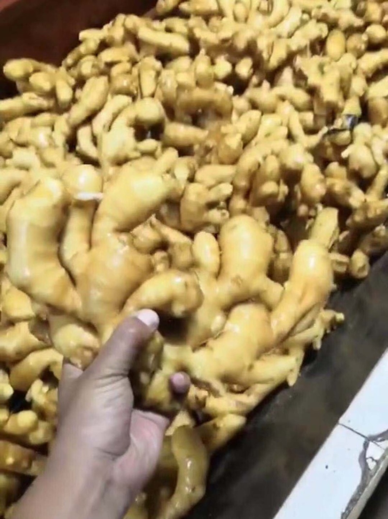 生姜产地大黄姜常年对外发货价格便宜保质保量一手货源