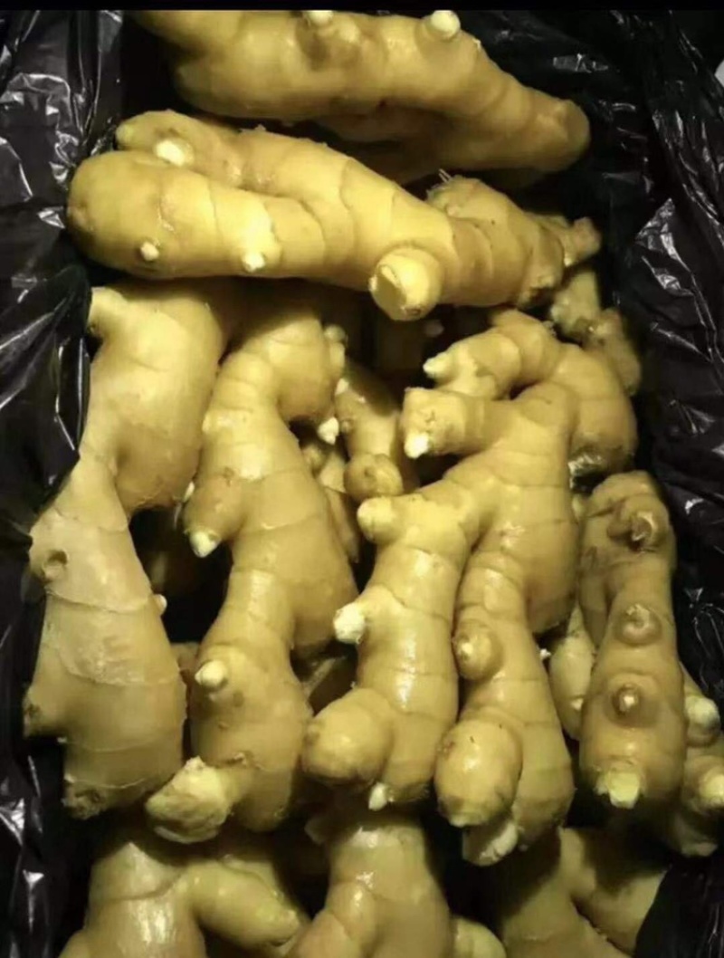 生姜产地大黄姜常年对外发货价格便宜保质保量一手货源