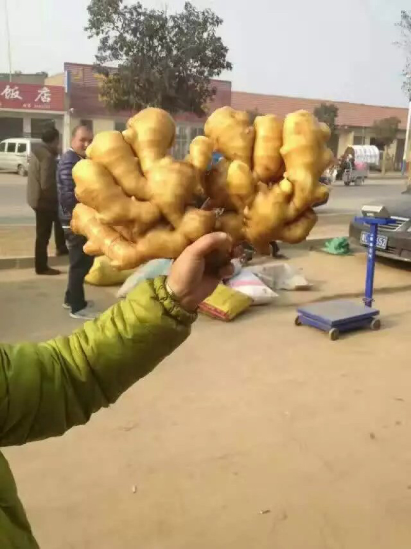 生姜产地大黄姜常年对外发货价格便宜保质保量一手货源