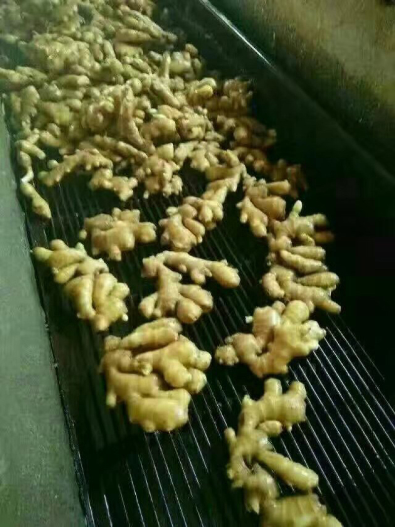生姜产地大黄姜常年对外发货价格便宜保质保量一手货源