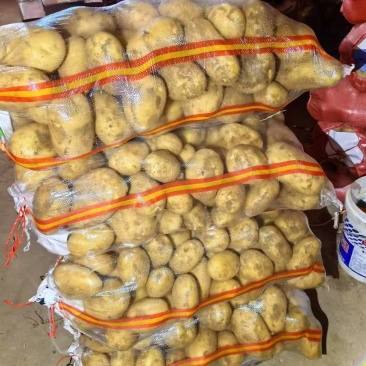 黄心土豆带泥V7出货前会翻包，7000吨，河北湖北有货