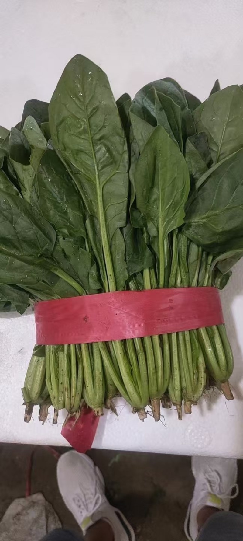 菠菜15~20厘米万亩产地直发现采现发量大优惠对接批发市场