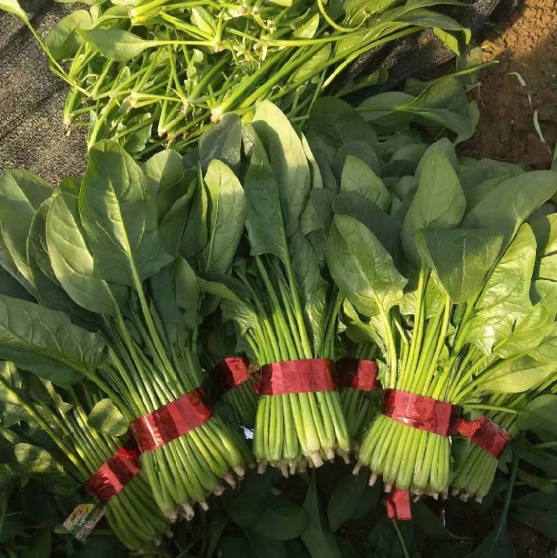 菠菜15~20厘米万亩产地直发现采现发量大优惠对接批发市场