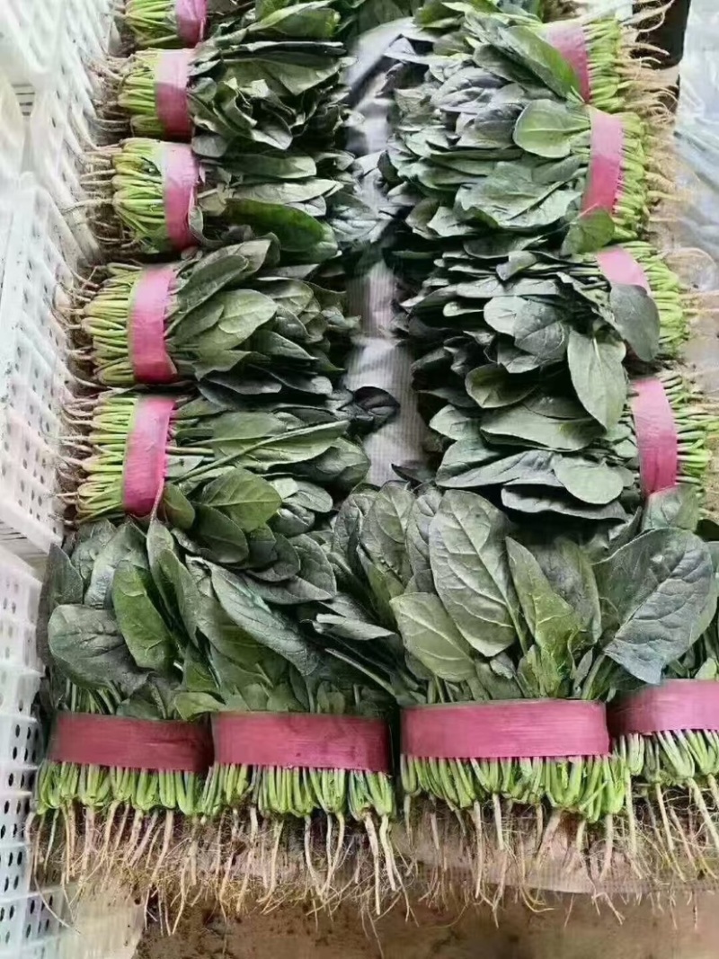 菠菜15~20厘米万亩产地直发现采现发量大优惠对接批发市场