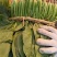菠菜15~20厘米万亩产地直发现采现发量大优惠对接批发市场