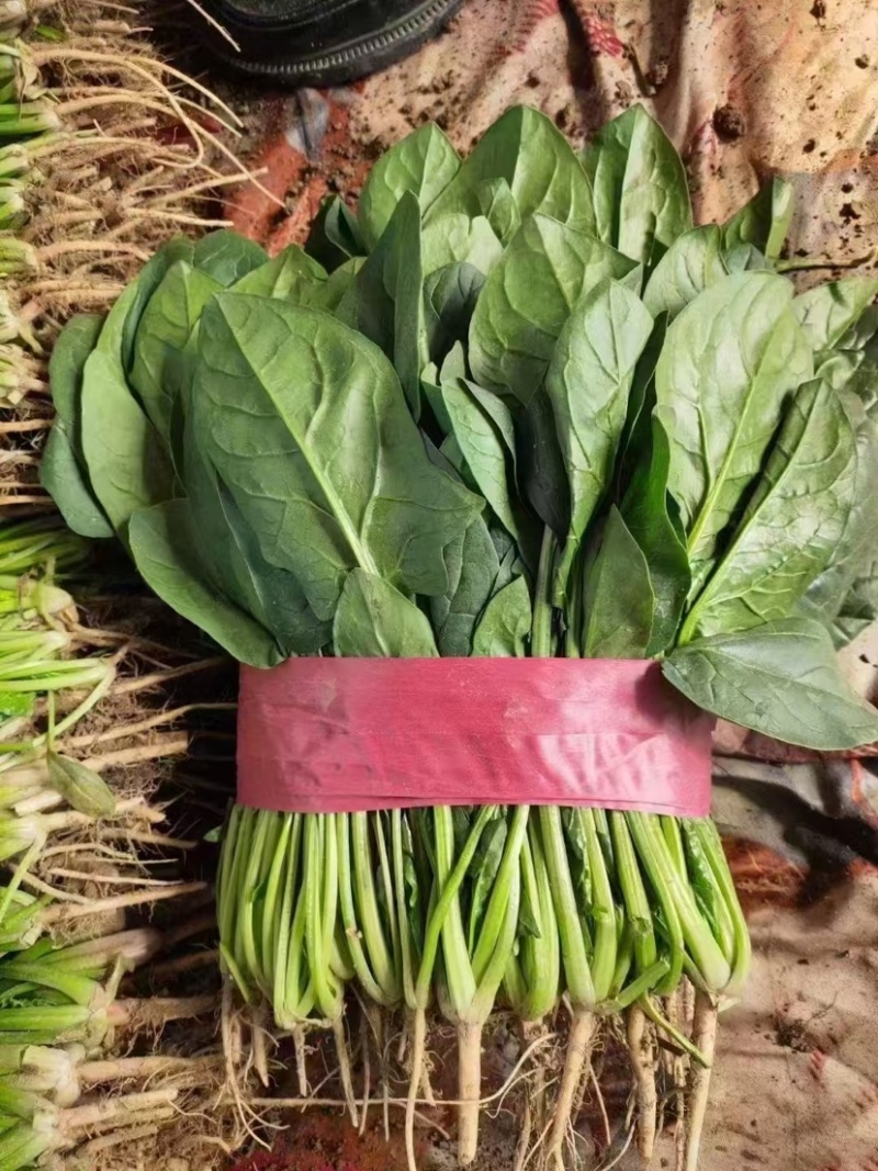 菠菜15~20厘米万亩产地直发现采现发量大优惠对接批发市场