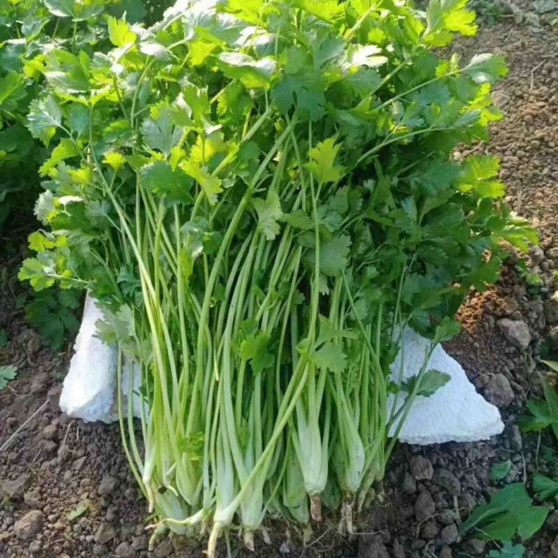 小叶香菜万亩产地直发，现采现发，量大优惠，对接批发市场