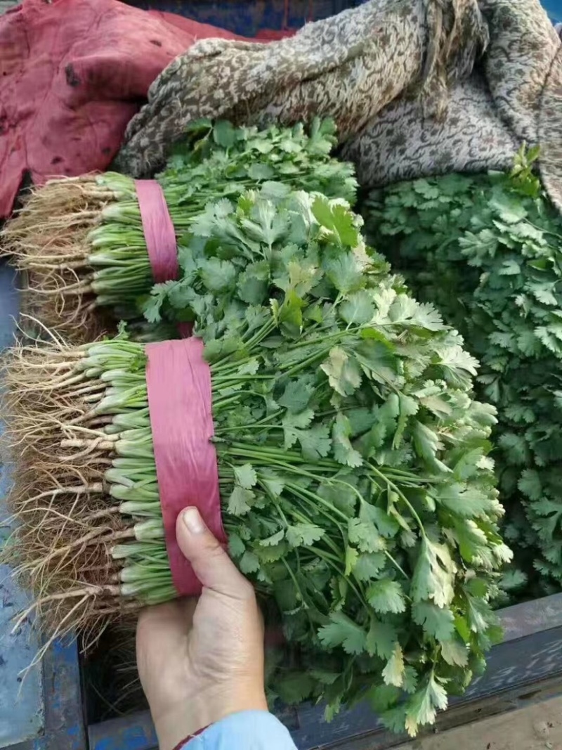 小叶香菜万亩产地直发，现采现发，量大优惠，对接批发市场