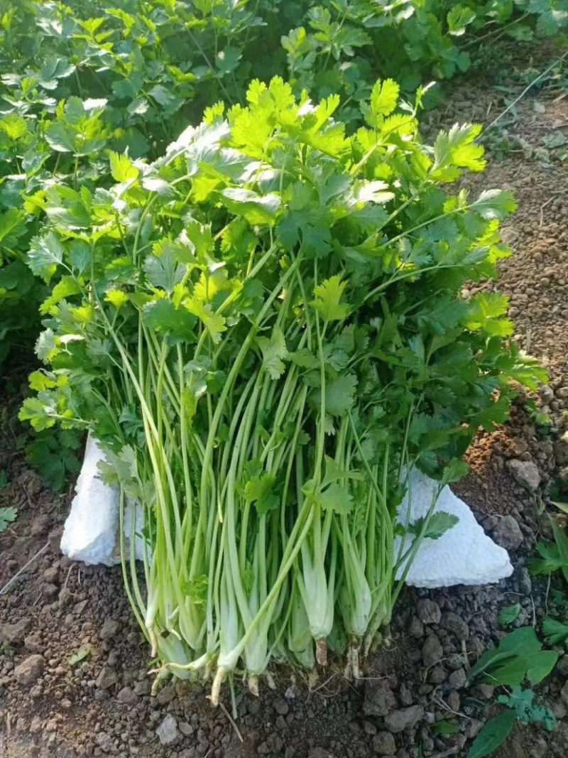 小叶香菜万亩产地直发，现采现发，量大优惠，对接批发市场