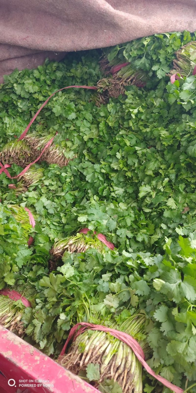 小叶香菜万亩产地直发，现采现发，量大优惠，对接批发市场