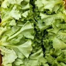 精品意大利生菜