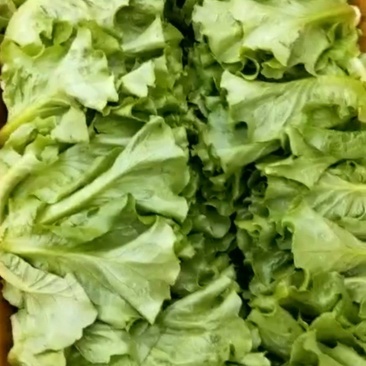 精品意大利生菜