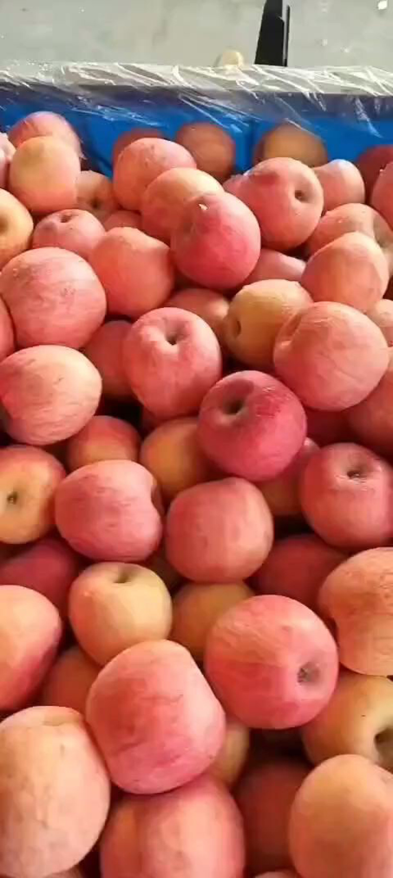 精品红富士苹果脆甜多汁万亩基地供应可带皮吃价格详谈