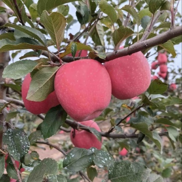 《瑞香红》苹果；大量有货、质量保证、规格齐全