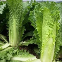 麻叶青白菜白菜大白菜竹筒白菜产地新鲜上市大量供