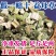 野生益母草地道品质精选品质
