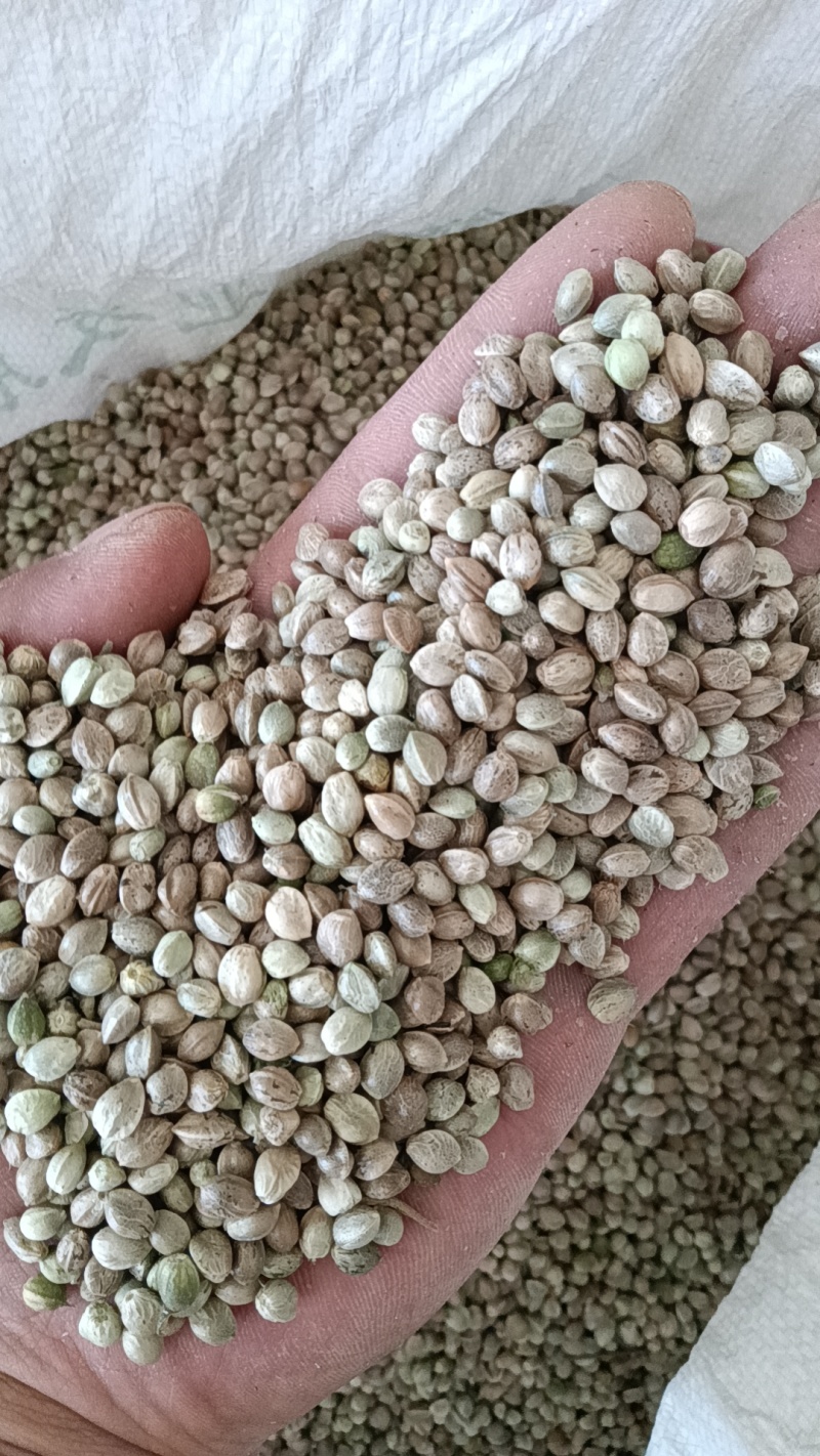 净货火麻籽，现货8-10吨熟的饱满，出仁率饱满需要联