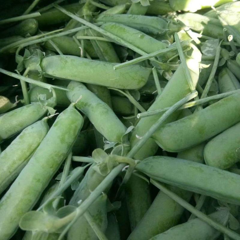 新鲜甜脆豌豆新货颗粒饱满品质保证欢迎来电洽谈合作