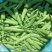 新鲜甜脆豌豆新货颗粒饱满品质保证欢迎来电洽谈合作