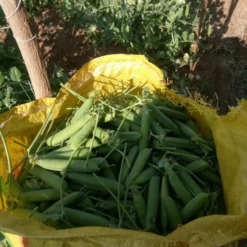 新鲜甜脆豌豆新货颗粒饱满品质保证欢迎来电洽谈合作