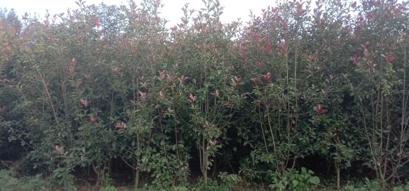 【推荐】贵州红叶石楠树苗量大从优种植基地可视频看货隔离带
