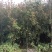 【推荐】贵州红叶石楠树苗量大从优种植基地可视频看货隔离带